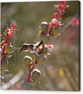 Hummingbird Flying To Red Yucca 1 In 3 Canvas Print