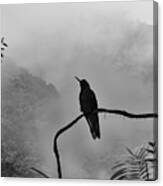 Hummingbird In Cloud Forest Canvas Print