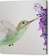 Hummingbird On Buddleia Canvas Print
