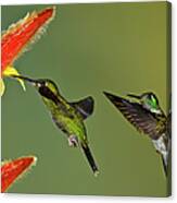 Hummingbirds At Flower Canvas Print