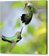 Hummingbirds Ensuing Battle Canvas Print