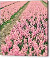 Hyacinth Field Canvas Print