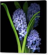 Hyacinth Canvas Print