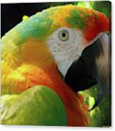 Hybrid Mcaw Parrot Profile - Painting Canvas Print