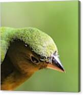 I See Green A Painted Bunting Canvas Print