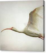 Ibis In Flight Canvas Print