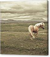 Icelandic Horse Canvas Print