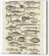 Ichthyology Ii Canvas Print