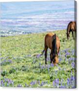 Idyllic Pryor Mountain Mustang View Canvas Print