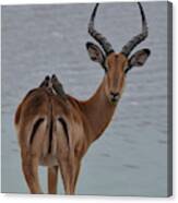 Impala With Oxpeckers Canvas Print