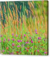 In The Clover Canvas Print