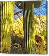 In The Shadow Of Saguaros Canvas Print