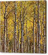 In The Thick Of Aspen Canvas Print
