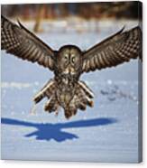 In Your Face - Great Grey Owl Canvas Print