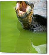 Indefatigable Island Tortoise Canvas Print