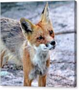 Inquisitive Fox Canvas Print