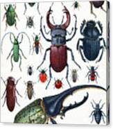Insects Beetles And Scarab Vintage Canvas Print