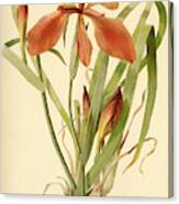 Iris Cuprea Copper Iris. Canvas Print