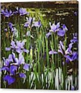 Irises Canvas Print