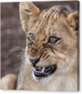 Irritated Lion Cub Canvas Print