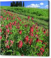 Italy, Tuscany, Flowers In Bloom Canvas Print