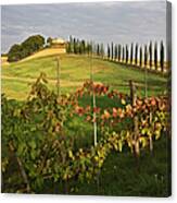 Italy, Tuscany, Wine Estate Canvas Print