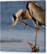 Itchy - Great Blue Heron Canvas Print