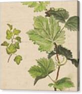 Ivy Twig And Grapevine Twig Canvas Print