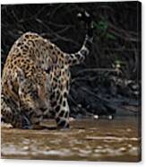 Jaguar King Of Pantanal2 Canvas Print