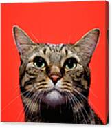 Japanese Cat Looking Up, Close-up Canvas Print