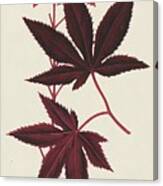 Japanese Maple Leaves I Canvas Print