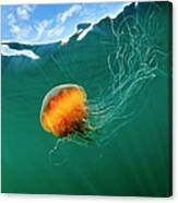 Jellyfish, Alaska Canvas Print