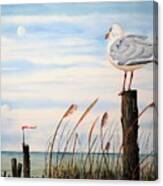 Jersey Gull Canvas Print