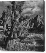 Joshua Tree And Virgin Mts. Canvas Print