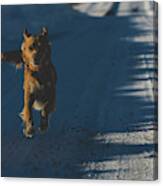 Joyful Dog Canvas Print