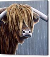 Jp441 Highland Bull Rainy Day Canvas Print