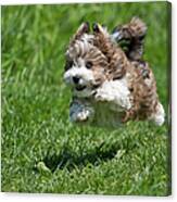 Jumping Puppy Canvas Print