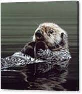 Just Resting - Sea Otter Canvas Print