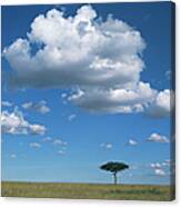 Kenya, Masai Mara National Reserve Canvas Print