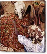 Kenya, Woman Sorting Coffee Beans Canvas Print