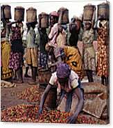 Kenya,coffee Pickers Sorting Through Canvas Print