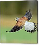 Kestrel Bird Canvas Print