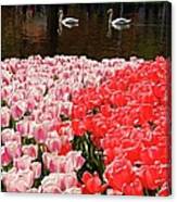 Keukenhof Tulip Garden Canvas Print