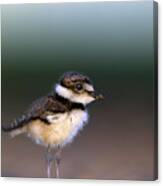 Killdeer Chick, Charadrius Vociferus Canvas Print