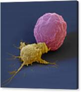 Killer Cell And Cancer Cell Canvas Print