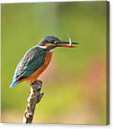 Kingfisher Catch Fish Canvas Print