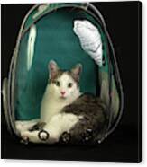 Kitty In A Bubble Canvas Print