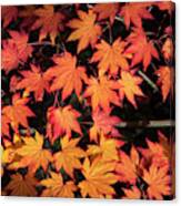 Korean Maple Autumn Leaves Canvas Print