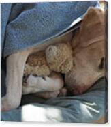 Labrador Sleeping And Hugging A Teddy Canvas Print