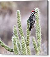 Ladder Backed Woodpecker Resting On Canvas Print